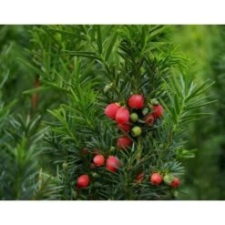 Tasso Comune "Taxus Baccata" Pianta In Vaso 18 Cm H. 50/60 Cm -Vendite VIDAXL 28367075 3