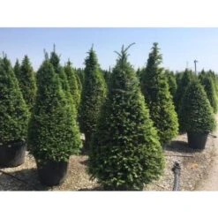 Tasso Comune "Taxus Baccata" Pianta In Vaso 18 Cm H. 50/60 Cm -Vendite VIDAXL 28367075 5