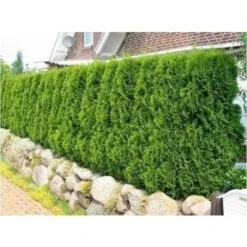 Tuia Smeraldo "Thuja Occidentalis Smaragd" Pianta In Alveolo -Vendite VIDAXL 28367091 3