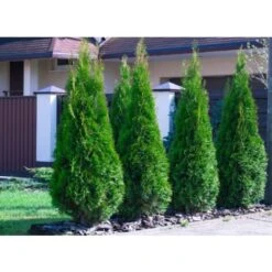 Tuia Smeraldo "Thuja Occidentalis Smaragd" Pianta In Alveolo -Vendite VIDAXL 28367091 5
