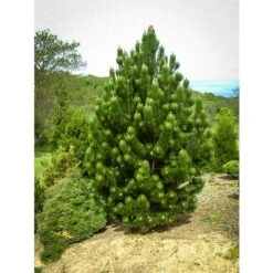 Pino Bianco Americano "Pinus Strobus" Pianta In Vaso 18 Cm H. 40/50 Cm