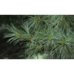 Pino Bianco Americano "Pinus Strobus" Pianta In Vaso 18 Cm H. 40/50 Cm -Vendite VIDAXL 28367095 3