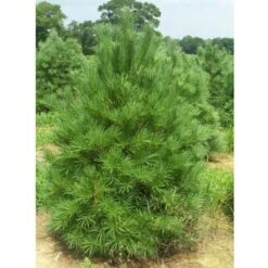 Pino Bianco Americano "Pinus Strobus" Pianta In Vaso 18 Cm H. 40/50 Cm -Vendite VIDAXL 28367095 4