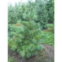 Pino Bianco Americano "Pinus Strobus" Pianta In Vaso 18 Cm H. 40/50 Cm -Vendite VIDAXL 28367095 5