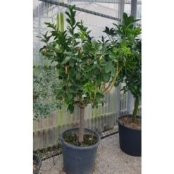 Limone "Mano Di Buddha" Cedro Agrumi Di Sicilia Esemplare Unico Pianta In Mastello 50 Cm FOTO REALI -Vendite VIDAXL 28385036 4