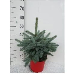 Abete Blu Pino Argentato "Picea Pungens Super Blue Seedling" Pianta In Vaso 22 Cm H. 30/40 Cm -Vendite VIDAXL 28430429 3