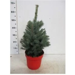 Abete Blu Pino Argentato "Picea Pungens Super Blue Seedling" Pianta In Vaso 22 Cm H. 30/40 Cm -Vendite VIDAXL 28430429 4