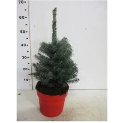 Abete Blu Pino Argentato "Picea Pungens Super Blue Seedling" Pianta In Vaso 22 Cm H. 30/40 Cm -Vendite VIDAXL 28430429 5