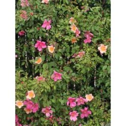 Rosa Cinese "Rosa Chinensis Mutabilis" Pianta In Vaso 9 Cm -Vendite VIDAXL 28963401 2