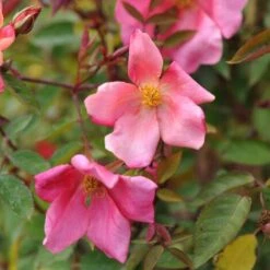 Rosa Cinese "Rosa Chinensis Mutabilis" Pianta In Vaso 9 Cm -Vendite VIDAXL 28963401 3