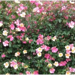 Rosa Cinese "Rosa Chinensis Mutabilis" Pianta In Vaso 9 Cm -Vendite VIDAXL 28963401 4