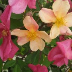 Rosa Cinese "Rosa Chinensis Mutabilis" Pianta In Vaso 9 Cm -Vendite VIDAXL 28963401 5
