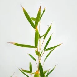 Bamboo Dorato - Ø 24cm -Vendite VIDAXL 28990897 2