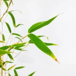 Bamboo Dorato - Ø 24cm -Vendite VIDAXL 28990897 3