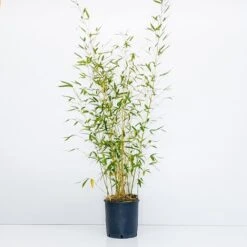 Bamboo Dorato - Ø 24cm -Vendite VIDAXL 28990897 4