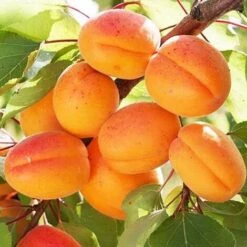 Albicocco ANTONIO ERRANI