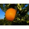 Agrume ARANCIO NOVELLINO O SANGUINELLO