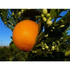 Agrume ARANCIO NOVELLINO O SANGUINELLO
