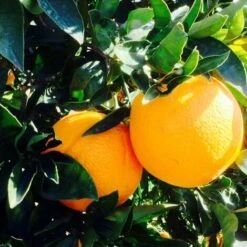 Agrume ARANCIO WASHINGTON