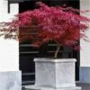 Acero Rosso Giapponese "Acer Palmatum Dissectum Firecracker" Pianta In Vaso 26 Cm