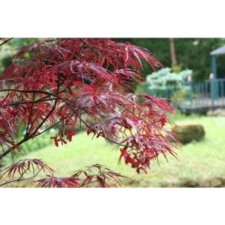 Acero Rosso Giapponese "Acer Palmatum Dissectum Firecracker" Pianta In Vaso 26 Cm -Vendite VIDAXL 29001965 3