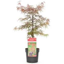Acero Rosso Giapponese "Acer Palmatum Dissectum Firecracker" Pianta In Vaso 26 Cm -Vendite VIDAXL 29001965 4