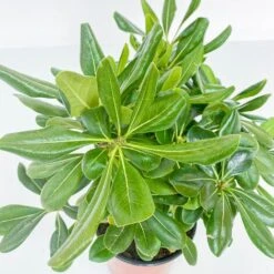 BOX SIEPE PITTOSPORO TOBIRA -Vendite VIDAXL 30283911 3