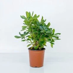 BOX SIEPE PITTOSPORO TOBIRA -Vendite VIDAXL 30283911 5