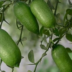 Pianta Albero Di LIMONE CAVIALE ROSSO Finger Lime Vaso 20 H 60/80 Cm FOTO REALE -Vendite VIDAXL 30692183 3