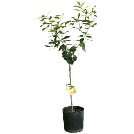PIANTA Albero LIMONE LUNARIO 4 STAGIONI VASO18CM Agrumi Sicilia H130cm FOTO REAL 3 PIANTA Albero LIMONE LUNARIO 4 STAGIONI VASO18CM Agrumi Sicilia H130cm FOTO REAL - immagine 3