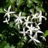 Pianta Di RHINCOSPERMUM JASMINOIDES Bianco RAMPICANTE PROFUMATO In Vaso 22 Cm