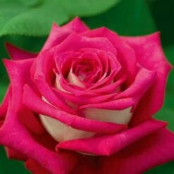 Pianta ROSA BREVETTATA MONICA BELLUCCI ® MEILLAND Rosa/bianca Vera PROFUMATA Vaso19 FOTO REALE