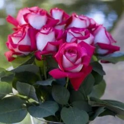 Pianta ROSA BREVETTATA MONICA BELLUCCI ® MEILLAND Rosa/bianca Vera PROFUMATA Vaso19 FOTO REALE -Vendite VIDAXL 30694526 3