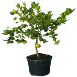 PIANTA Albero LIMETTA DOLCE DI ROMA LIMONE MANDARINO IN VASO 20 CM Agrumi Di Sicilia H100cm FOTO REALE -Vendite VIDAXL 30694590 3