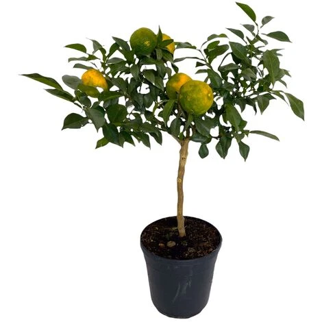 Pianta LIMONE YUZU Citrus Junos Giapponese In Vaso 20 Cm H60/80cm FOTO REALE 2 Pianta LIMONE YUZU Citrus Junos Giapponese In Vaso 20 Cm H60/80cm FOTO REALE - immagine 2