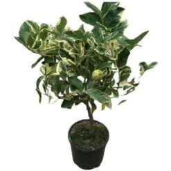 PIANTA Albero LIMONE VARIEGATO VASO20CM Agrumi Di Sicilia H50cm FOTO REALE -Vendite VIDAXL 30696609 3