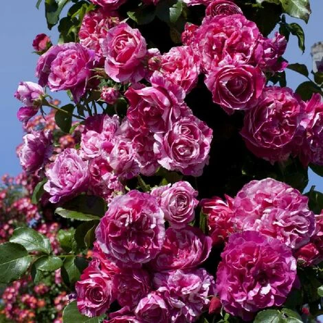 Pianta ROSA BREVETTATA INES SASTRE ® RAMPICANTE Bianca Rosa MEILLAND Vera PROFUMATA Vaso19 FOTO REALE 1 Pianta ROSA BREVETTATA INES SASTRE ® RAMPICANTE Bianca Rosa MEILLAND Vera PROFUMATA Vaso19 FOTO REALE