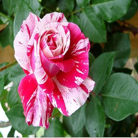 Pianta ROSA BREVETTATA INES SASTRE ® RAMPICANTE Bianca Rosa MEILLAND Vera PROFUMATA Vaso19 FOTO REALE 2 Pianta ROSA BREVETTATA INES SASTRE ® RAMPICANTE Bianca Rosa MEILLAND Vera PROFUMATA Vaso19 FOTO REALE - immagine 2