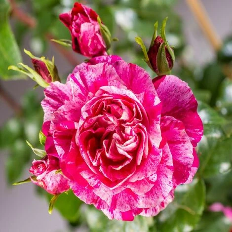 Pianta ROSA BREVETTATA INES SASTRE ® RAMPICANTE Bianca Rosa MEILLAND Vera PROFUMATA Vaso19 FOTO REALE 3 Pianta ROSA BREVETTATA INES SASTRE ® RAMPICANTE Bianca Rosa MEILLAND Vera PROFUMATA Vaso19 FOTO REALE - immagine 3