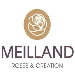 Pianta ROSA BREVETTATA INES SASTRE ® RAMPICANTE Bianca Rosa MEILLAND Vera PROFUMATA Vaso19 FOTO REALE 8 Pianta ROSA BREVETTATA INES SASTRE ® RAMPICANTE Bianca Rosa MEILLAND Vera PROFUMATA Vaso19 FOTO REALE -Vendite VIDAXL 30696777 4