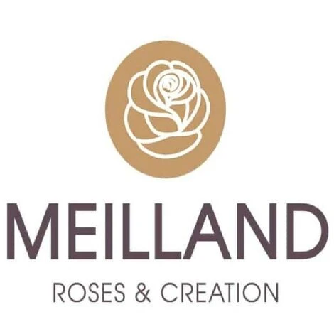 Pianta ROSA BREVETTATA INES SASTRE ® RAMPICANTE Bianca Rosa MEILLAND Vera PROFUMATA Vaso19 FOTO REALE 4 Pianta ROSA BREVETTATA INES SASTRE ® RAMPICANTE Bianca Rosa MEILLAND Vera PROFUMATA Vaso19 FOTO REALE - immagine 4