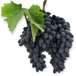 Pianta DI VITE Uva Vigna Da Tavola PIZZUTELLO NERA Allungato IN VASO 16 FOTO REALE