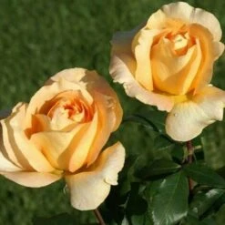 Pianta ROSA BREVETTATA CASANOVA ® MEILLAND Gialla Vera PROFUMATA Vaso19 FOTO REALE