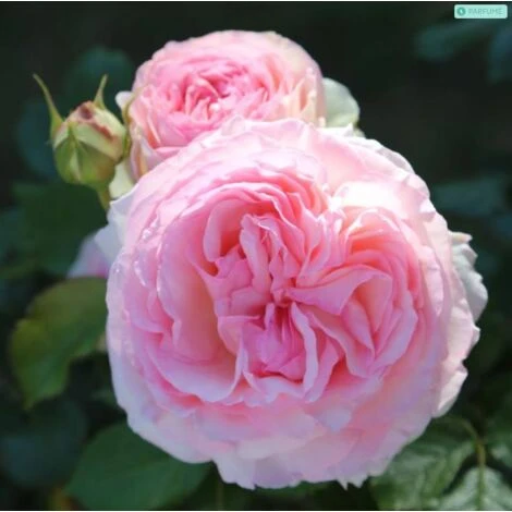 Pierre De Ronsard 1 Pierre De Ronsard