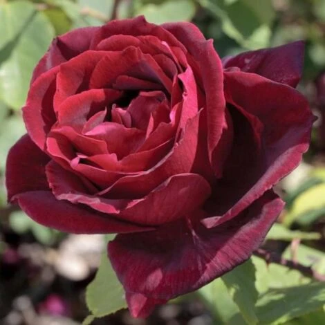 Papa Meilland 1 Papa Meilland