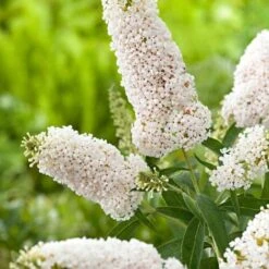 Buddleja Davidii White Profusion "Albero Delle Farfalle" Pianta In Vaso 14 Cm H. 60/80 Cm -Vendite VIDAXL 31658431 3
