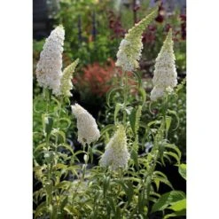 Buddleja Davidii White Profusion "Albero Delle Farfalle" Pianta In Vaso 14 Cm H. 60/80 Cm -Vendite VIDAXL 31658431 4