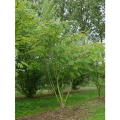 Albizia Julibrissin Mimosa "Acacia Di Costantinopoli" Pianta In Vaso Biodegradabile H. 40/60 Cm -Vendite VIDAXL 31854676 3
