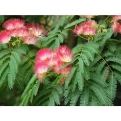 Albizia Julibrissin Mimosa "Acacia Di Costantinopoli" Pianta In Vaso Biodegradabile H. 40/60 Cm -Vendite VIDAXL 31854676 4