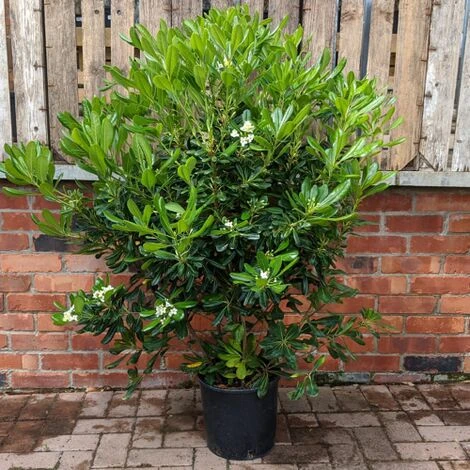 Pitosforo "Pittosporum Tobira" Pianta In Vaso 19 Cm 1 Pitosforo "Pittosporum Tobira" Pianta In Vaso 19 Cm